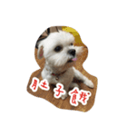 Dog-LaoDa（個別スタンプ：15）