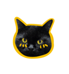 Black Cat Bibi With Yellow Eyes（個別スタンプ：1）