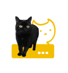 Black Cat Bibi With Yellow Eyes（個別スタンプ：5）