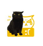 Black Cat Bibi With Yellow Eyes（個別スタンプ：6）