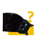 Black Cat Bibi With Yellow Eyes（個別スタンプ：15）