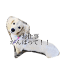 Miniature dachshund of on malon.（個別スタンプ：4）