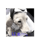 Miniature dachshund of on malon.（個別スタンプ：9）