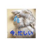 Miniature dachshund of on malon.（個別スタンプ：17）