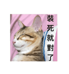 TU TU TU TU TU CAT（個別スタンプ：5）