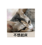 TU TU TU TU TU CAT（個別スタンプ：6）