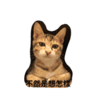 TU TU TU TU TU CAT（個別スタンプ：13）