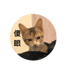 TU TU TU TU TU CAT（個別スタンプ：14）