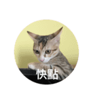 TU TU TU TU TU CAT（個別スタンプ：15）