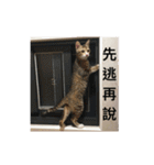 TU TU TU TU TU CAT（個別スタンプ：16）