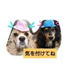 shaun＆timmy happy everyday（個別スタンプ：5）