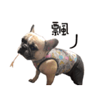 French Bulldog Fat bubble 2（個別スタンプ：4）