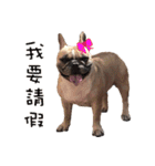 French Bulldog Fat bubble 2（個別スタンプ：5）