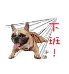 French Bulldog Fat bubble 2（個別スタンプ：6）