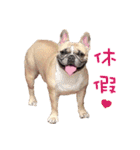 French Bulldog Fat bubble 2（個別スタンプ：7）