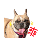 French Bulldog Fat bubble 2（個別スタンプ：11）