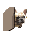 French Bulldog Fat bubble 2（個別スタンプ：13）