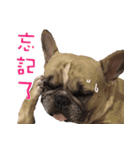 French Bulldog Fat bubble 2（個別スタンプ：16）