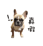 French Bulldog Fat bubble 2（個別スタンプ：17）