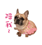 French Bulldog Fat bubble 2（個別スタンプ：20）