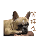 French Bulldog Fat bubble 2（個別スタンプ：21）