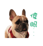 French Bulldog Fat bubble 2（個別スタンプ：22）