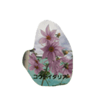 Flowers With Name（個別スタンプ：16）