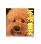 handsomelee poodles sticker（個別スタンプ：1）