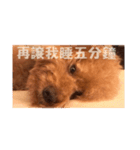 handsomelee poodles sticker（個別スタンプ：2）