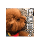 handsomelee poodles sticker（個別スタンプ：4）