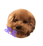 handsomelee poodles sticker（個別スタンプ：6）