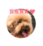 handsomelee poodles sticker（個別スタンプ：8）