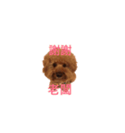 handsomelee poodles sticker（個別スタンプ：10）