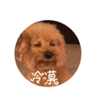 handsomelee poodles sticker（個別スタンプ：11）