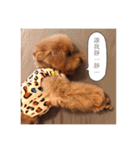 handsomelee poodles sticker（個別スタンプ：12）