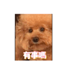 handsomelee poodles sticker（個別スタンプ：13）