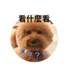 handsomelee poodles sticker（個別スタンプ：14）