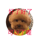 handsomelee poodles sticker（個別スタンプ：15）