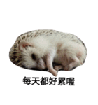 Hedgehog"s life with lin（個別スタンプ：7）