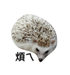 Hedgehog"s life with lin（個別スタンプ：23）