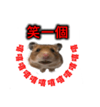 Hamster Bao bao 2（個別スタンプ：1）