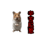 Hamster Bao bao 2（個別スタンプ：13）