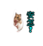 Hamster Bao bao 2（個別スタンプ：16）