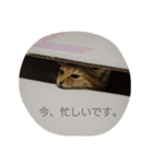 猫のししまる（個別スタンプ：6）