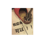 Sugar Glider-Miaomiao（個別スタンプ：5）