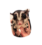 Sugar Glider-Miaomiao（個別スタンプ：6）