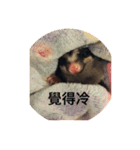 Sugar Glider-Miaomiao（個別スタンプ：11）