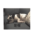 I am a super dog（個別スタンプ：8）