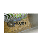 Hamsters cute（個別スタンプ：8）