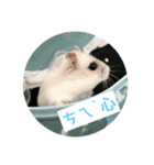 I love Hamster Baby（個別スタンプ：8）